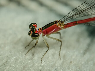 close up of a dragonfly