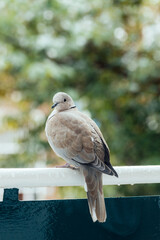 Eurasian collared dove sitting on railings. Streptopelia decaocto.