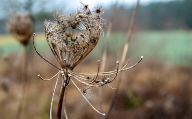 Wild carrot (Daucus carota) in autumn colors, Daucus carota, native to temperate Eurasia and naturalized in Australia and North America; the wild form of the domesticated carrot