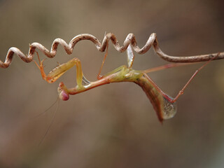 praying mantis on a tree