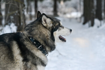 training of husky and malamute dogs in winter on the street