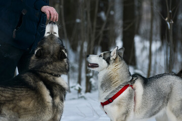 training of husky and malamute dogs in winter on the street © Анастасия Грачева