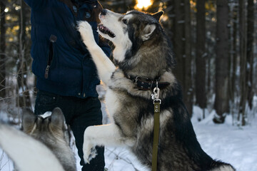 Naklejka premium training of husky and malamute dogs in winter on the street