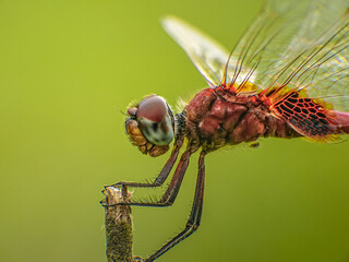 dragonfly close up