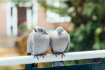 Pair of eurasian collared dove sitting on railings. Streptopelia decaocto.
