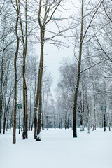 Tall trees covered with fresh fluffy white snow in winter forest. Winter season