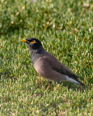 Side view of a Common myna on the ground