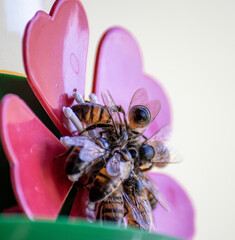 Bees in artificial flower with water