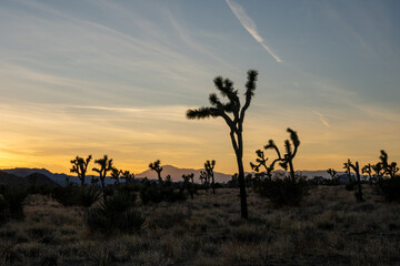 Field of Joshua Trees in later afternoon light