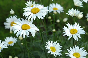 Leucanthemum vulgare. Big flowers Daisies in the green grass. Field with Daisies. Wild flowers growing on meadow, white chamomiles on green grass background. White daisys in the summer sun.