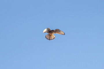 Hunter of Lesser Kestrel (Falco naumanni) flying for hunting at Pond of the Mignattai,Torre...