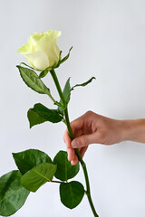 beautiful white rose with delicate yellow-green shade in man's hand on light background. Close-up. Selective focus. Vertical photo