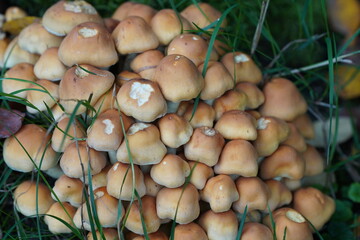 Pilze, Nahaufnahme, Mushrooms, close-up