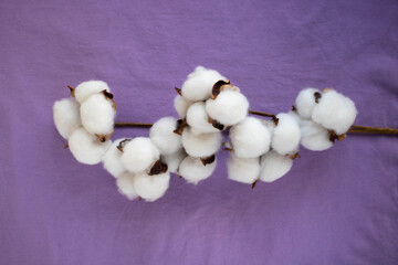 Cotton flower branch isolated on lilac fabric. Top view