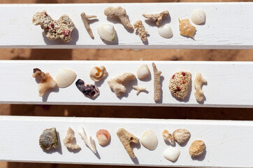 Seashells and corals, marine treasures found on the beach against a white background, spread out on sun loungers on white vertical boards.