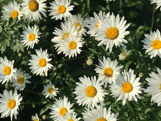 Fototapeta premium A field with lots of summer wild flowers - chamomile, selective focus. Summer flowers close up in the garden on a sunny day. Blooming chamomile.