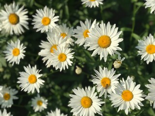 daisies in a field close up, summer flowers, chamomiles in the garden, perfect summer wallpaper