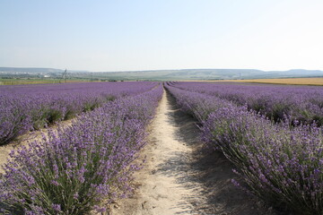 Fototapeta na wymiar lavender field region