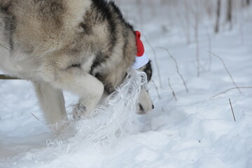 a malamute dog in a red Santa Claus hat