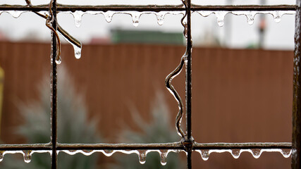 The icy trellis of an old vineyard