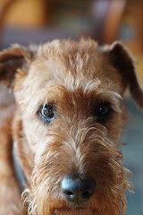 Irish Terrier, Irischer Terrier 