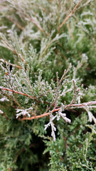 Green branches of thuja close-up.