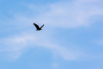 American black vultures flying in the blue sky with clouds . Species Coragyps atratus. New world vulture. Animal world. Birdwatching. Birding.