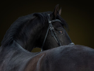 A large black young stallion looks into the camera turning over his back. Portrait on a dark...