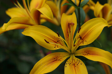 Obraz premium Close-up of a yellow red lily. Lilium.Yellow Blaze in a garden on a summer day.Beautiful yellow red Asiatic Lily opened. Yellow red.Hemerocallis daylily Bel flower in garden.Lilies blooming close up.