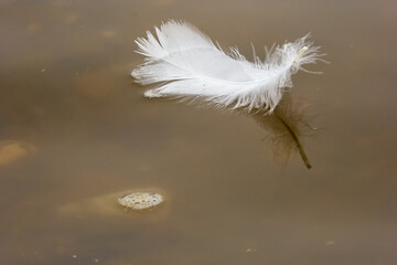 Weiße flauschige Feder schwimmt auf einem bräunlichen Wasser. Einsame Schwanenfeder in einem Fluss.