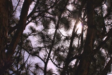 Obraz premium sun through trees