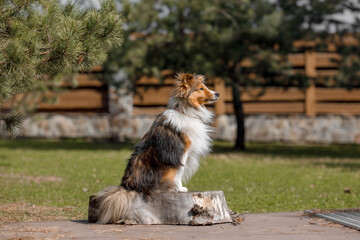 Red dog in nature Fluffy Sheltie outdoor. Domestic pet on a walk. 