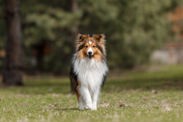 Obraz na płótnie Canvas Red dog in nature Fluffy Sheltie outdoor. Domestic pet on a walk. 