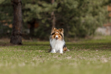 Red dog in nature Fluffy Sheltie outdoor. Domestic pet on a walk. 