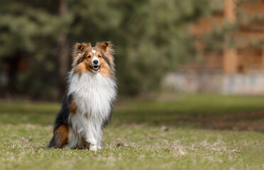 Red dog in nature Fluffy Sheltie outdoor. Domestic pet on a walk. 