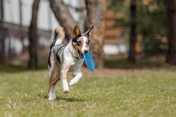 Naklejka na ściany i meble Dog with plastic disc. Border Collie dog catching flying disc. Sport with dog. Dog activity