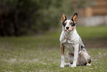 Dog in nature Border Collie dog outdoor. Domestic pet on a walk. 