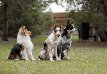 Border Collie, Sheltie and Australian Cattle dogs. Three dogs outdoor. Group of different breed...