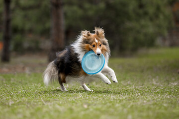 Dog with plastic disc. Dog catching flying disc. Sheltie dog breed. Sport with dog. Dog activity