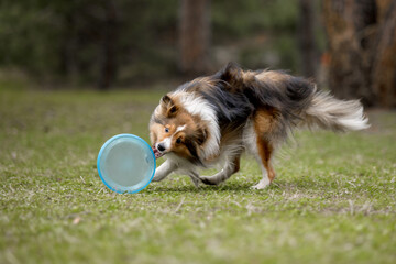 Dog with plastic disc. Dog catching flying disc. Sheltie dog breed. Sport with dog. Dog activity