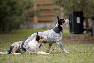 Border Collie and Australian Cattle dogs. Two dogs outdoor. Group of different breed dogs together. 