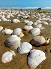 shells on the beach