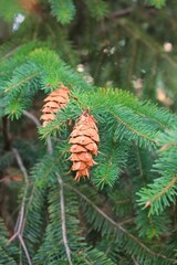 fir tree branch with cones