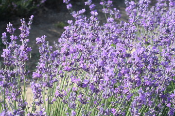 field of lavender