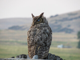 great horned owl with blind eye
