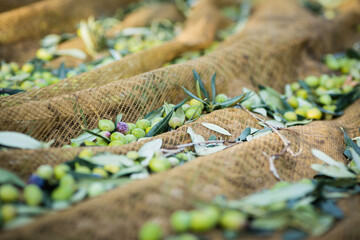 Making of olive oil in apulia, italy