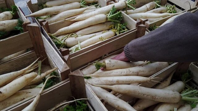 Person selecting Mooli or Daikon, Raphanus sativus, on an outdoor market stall.  Real time