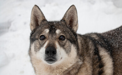 Portrait of a dog of West Siberian Laika breed on a winter day, front view, covered with snow