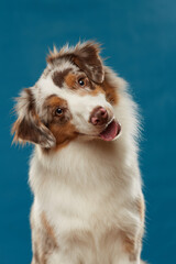 border collie portrait