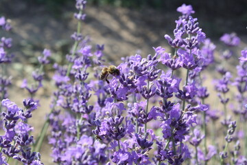 close up of flowers